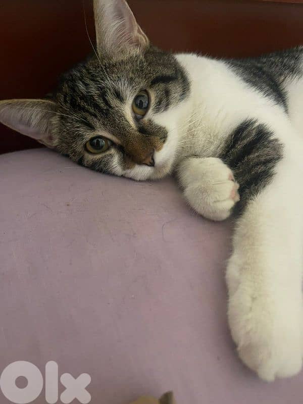 adoption 0