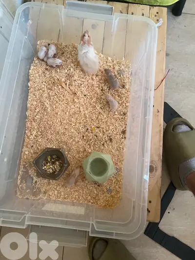 cute hamsters