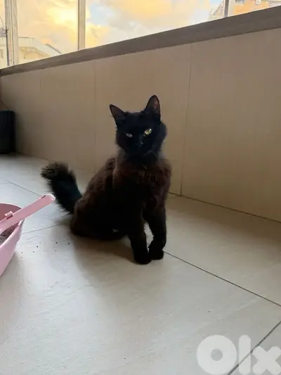 Beautiful Pure Black Persian Cat maa benta/ebna lkbere 45$ lsgere 60$ eza bteshtruhon ltene 100$