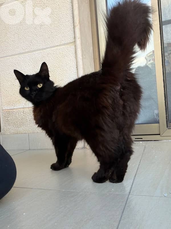 Beautiful Pure Black Persian Cat maa kes akel 1