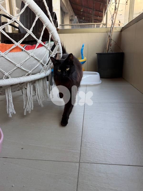 Beautiful Pure Black Persian Cat maa kes akel 4