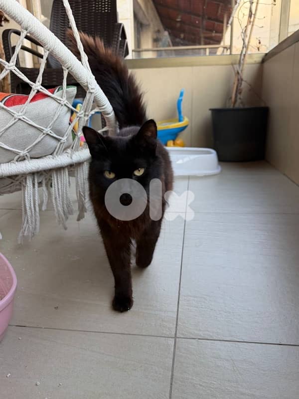 Beautiful Pure Black Persian Cat maa kes akel 6