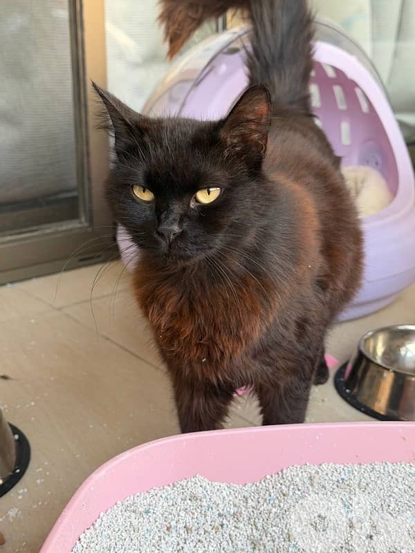 Beautiful Pure Black Persian Cat maa kes akel 7