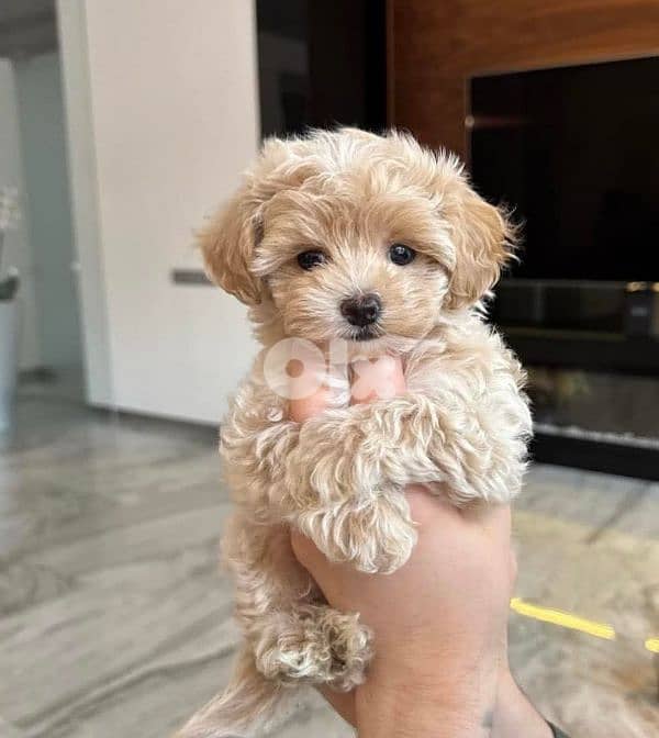 maltipoo 0