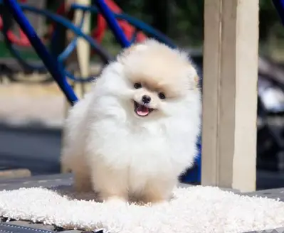 teacup pomeranian