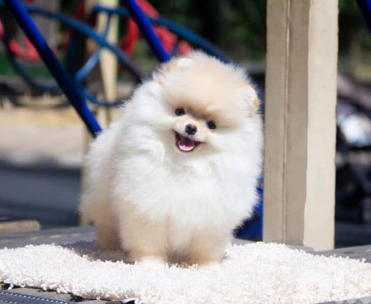 teacup pomeranian 0