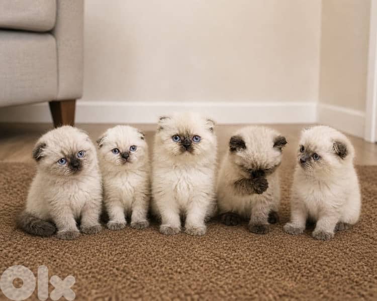 mix scottish himalayan 0