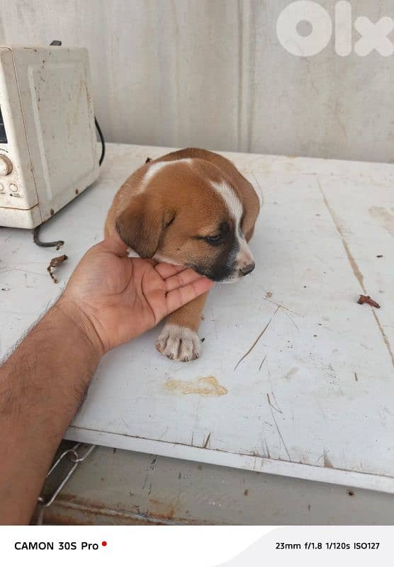 PUTBUL PUPPIES 0