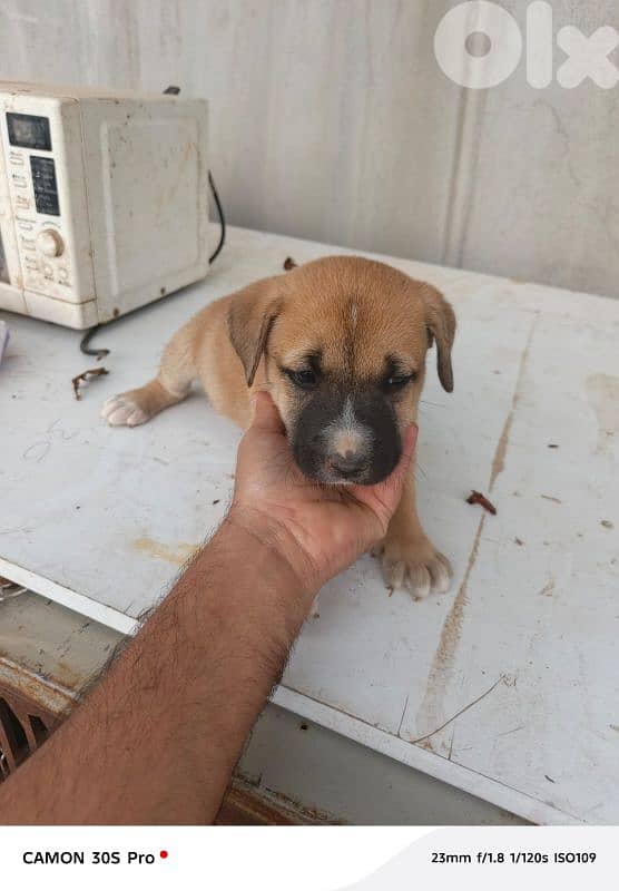 PUTBUL PUPPIES 1