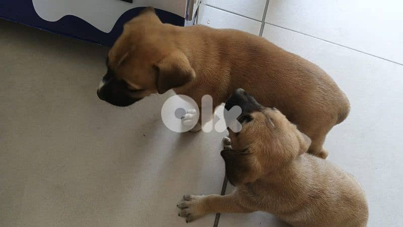 PUTBUL PUPPIES 2