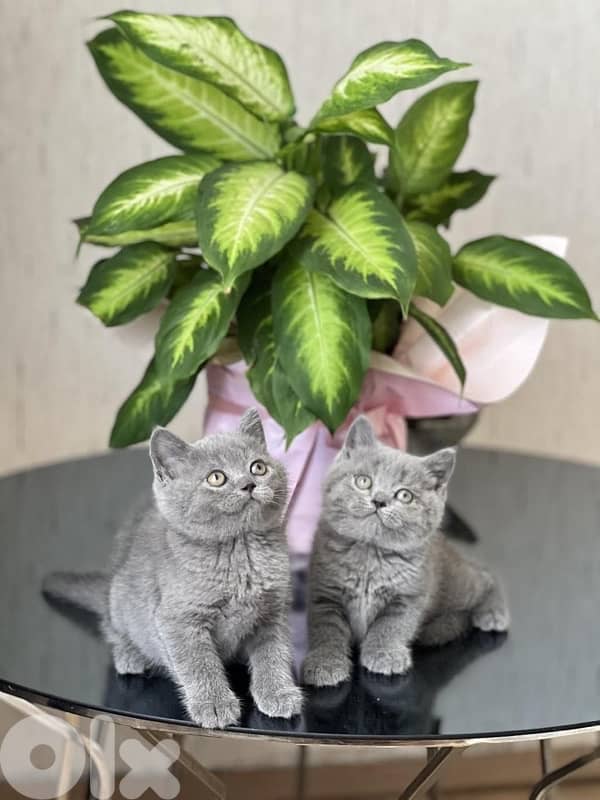 Sweet & small British short hair kitten 0