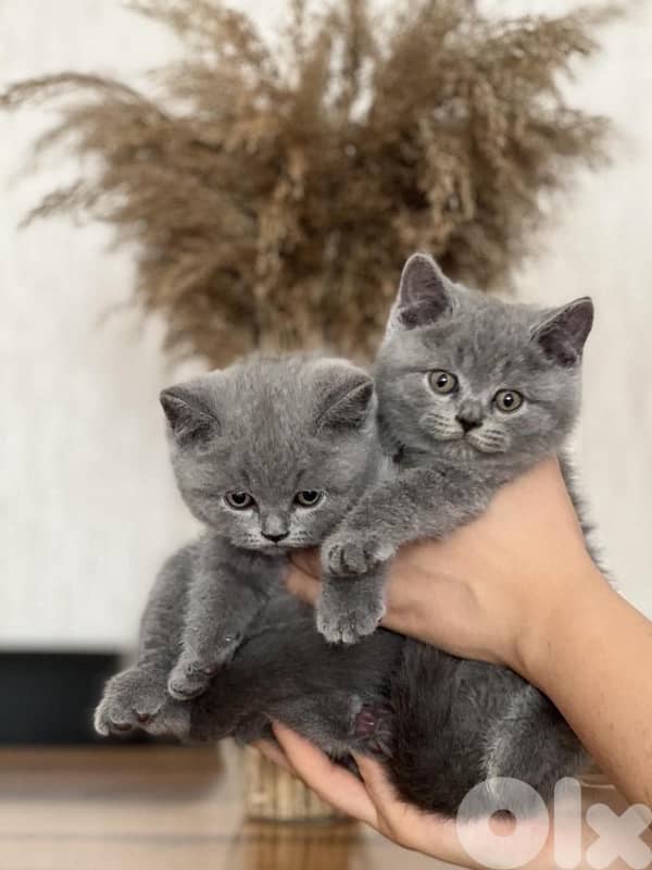 Adorable British short hair AVAILABLE 0