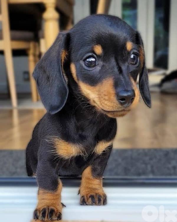Unique Dachshund Black & tan AVAILABLE IMPORTED 0
