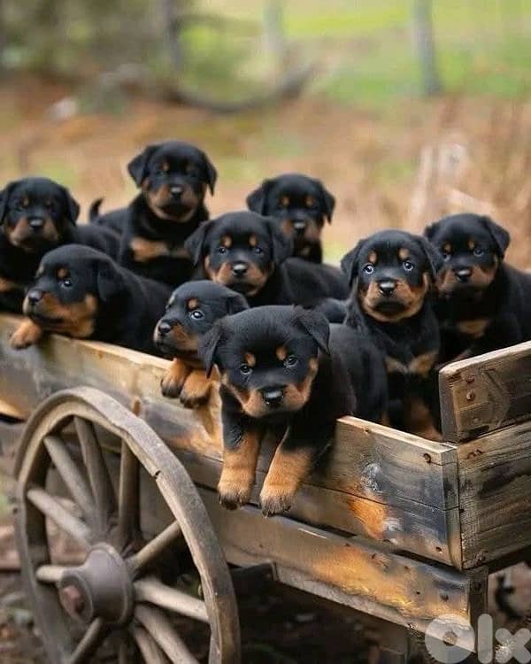 Best guard dog ROTTWEILER puppies available 0