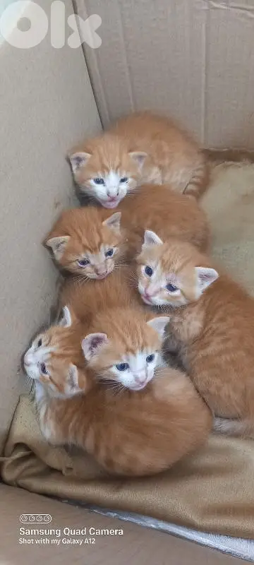 brown cats