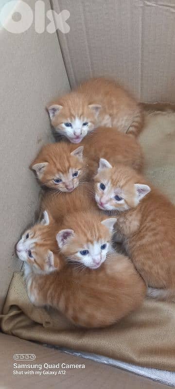 brown cats 0