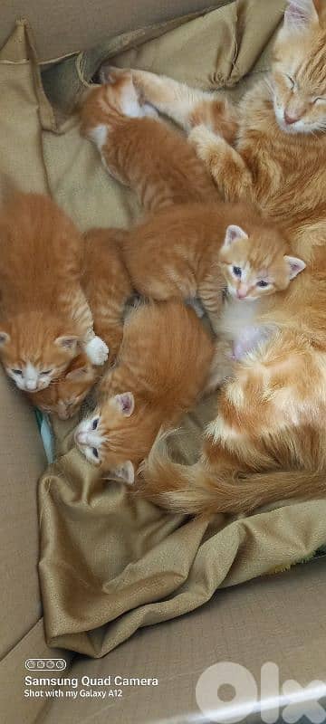 brown cats 1