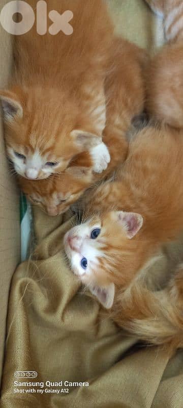 brown cats 2