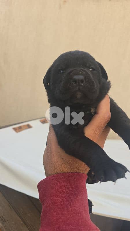cane corso 1