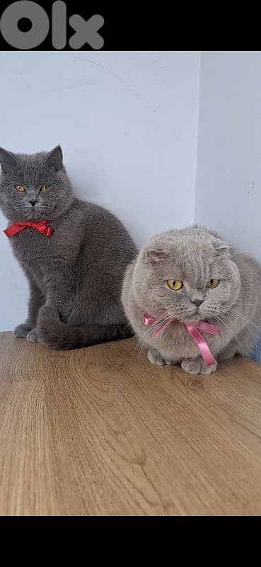 British shorthair & Scottish fold kittens for Sale 11