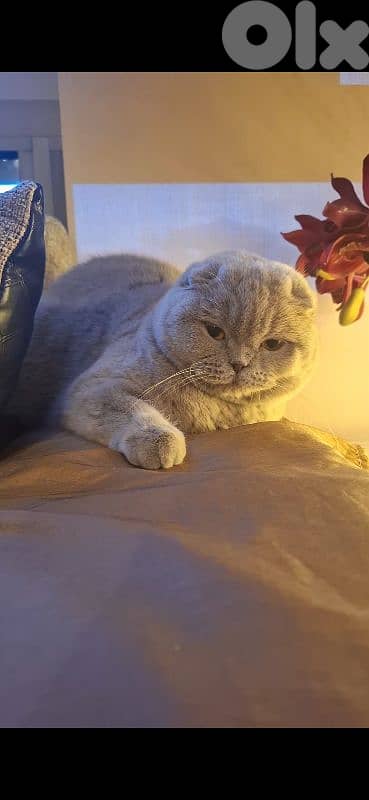 British shorthair & Scottish fold kittens for Sale 12