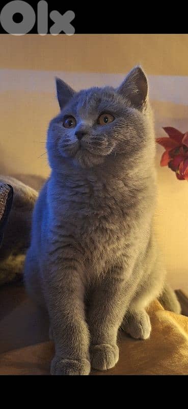 British shorthair & Scottish fold kittens for Sale 13