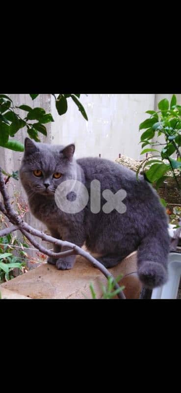 British shorthair & Scottish fold kittens for Sale 14