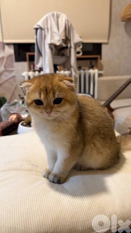 golden chinchilla 0