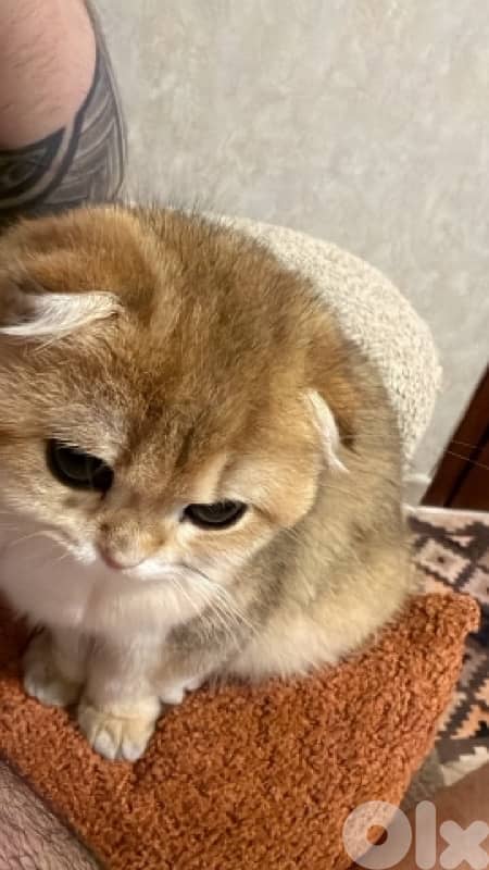 golden chinchilla 1