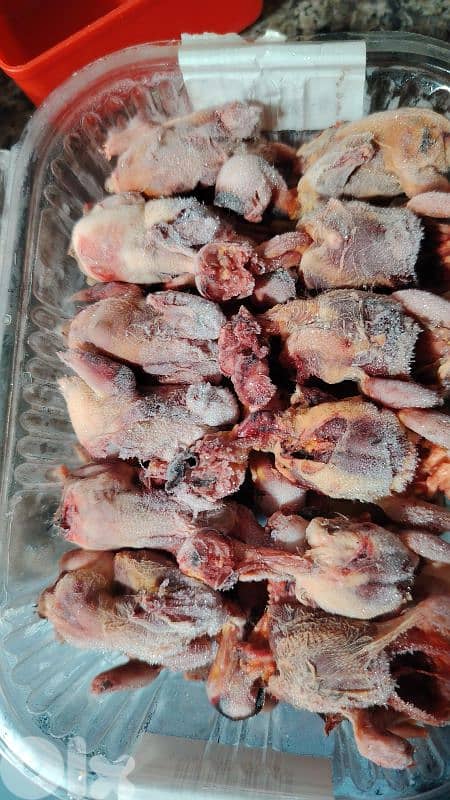 Birds 0