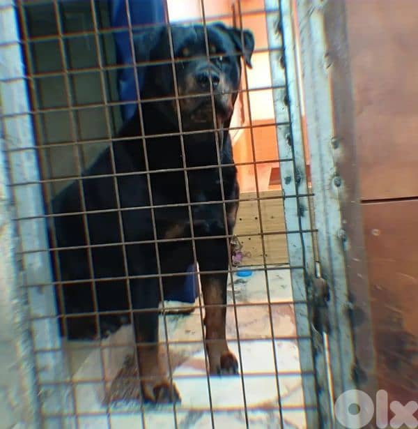 rottweiler xl female 0