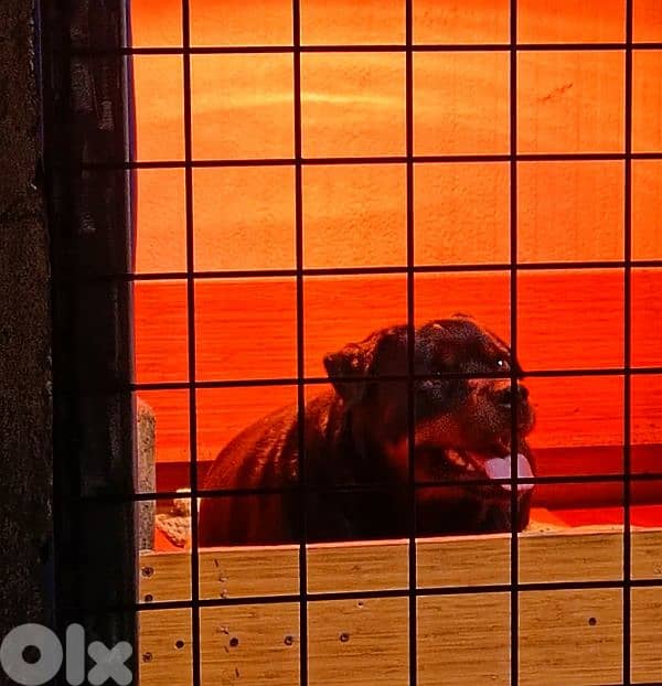 rottweiler xl female 1
