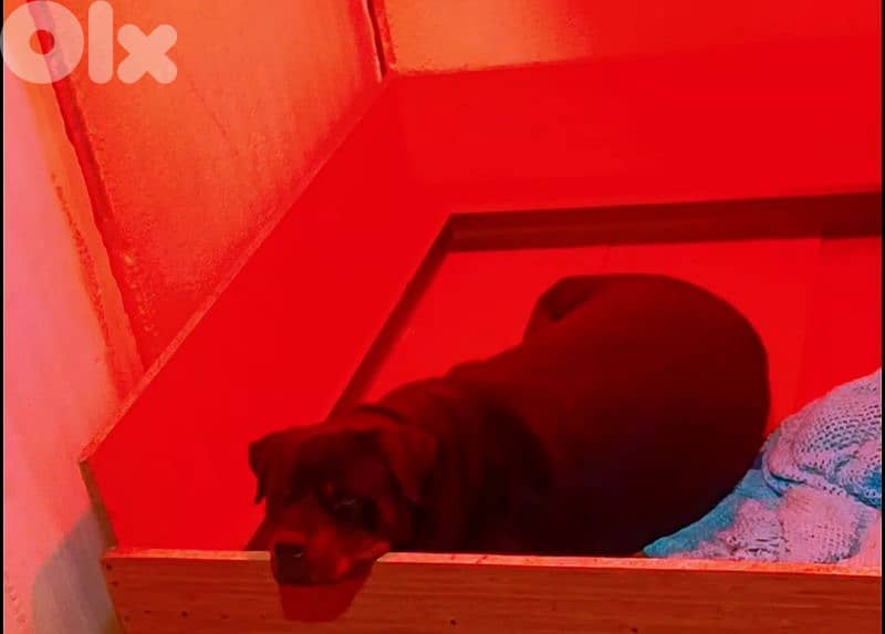 rottweiler xl female 2