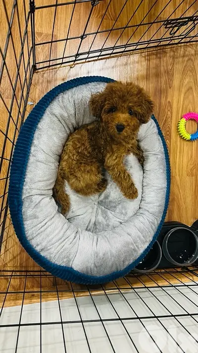 Poodle puppy for sale