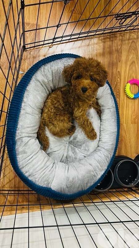 Poodle puppy for sale 0