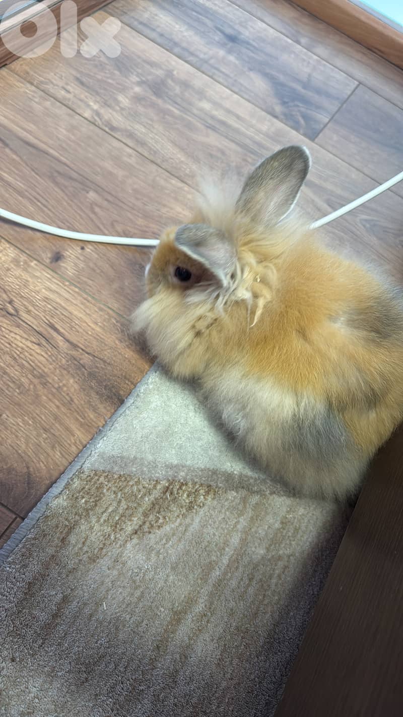 bunny for sale 0