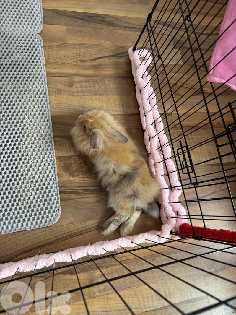 bunny for sale 2