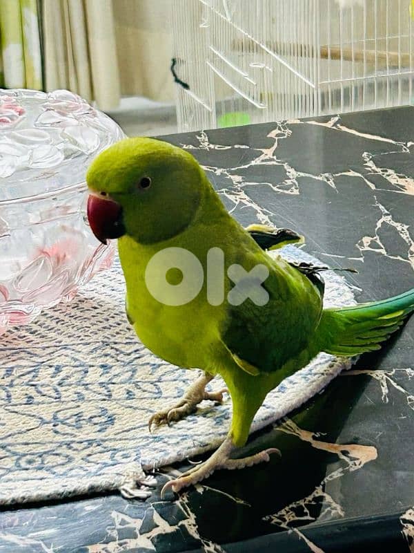 green ringneck parrot 0