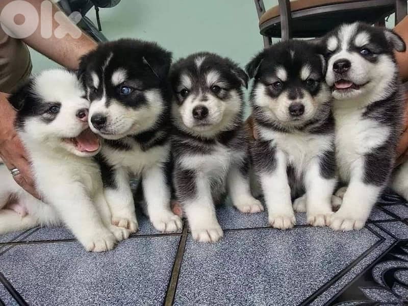 Beautiful Black & White Siberian Husky available in store & delivery 0