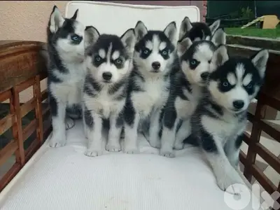 Black & White Husky high quality puppy in store! DELIVERY dog كلاب