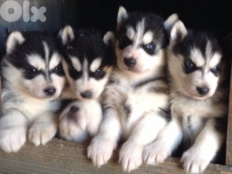 Beautiful Siberian Husky puppy available 0
