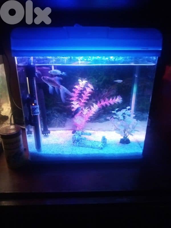 2 fresh water aquariums for sale 0
