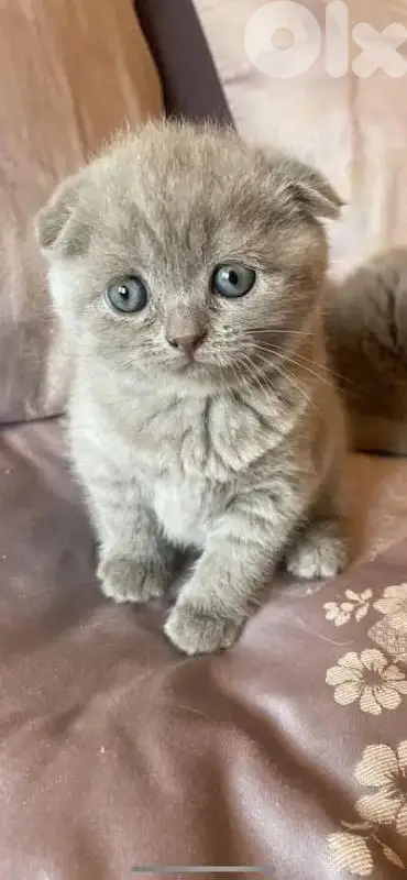 pure Scottish fold kitten top quality