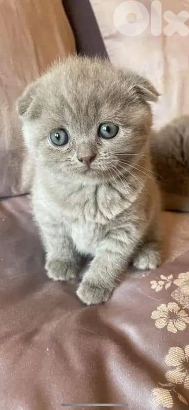 pure Scottish fold kitten top quality 0