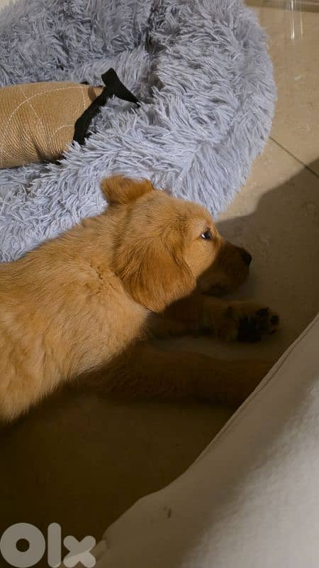 Pure Golden Retriever - Vaccinated + food + bed 5