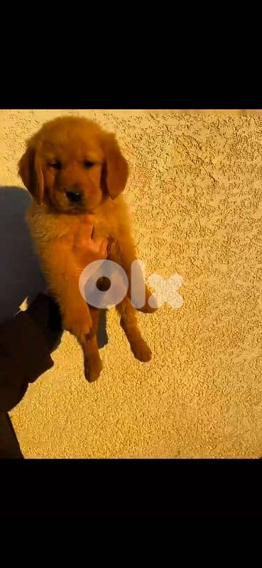 Pure Golden Retriever - Vaccinated + food + bed 0
