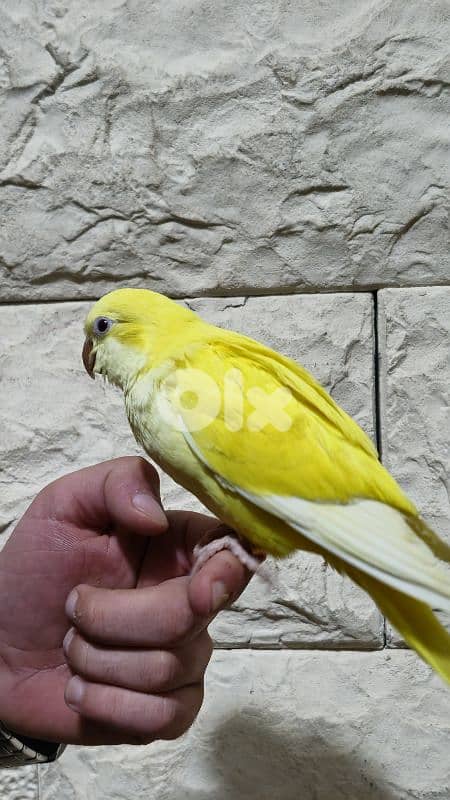 كويكر lutino 0