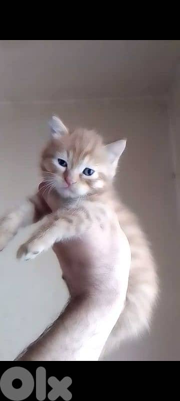 Golden British for sell 3