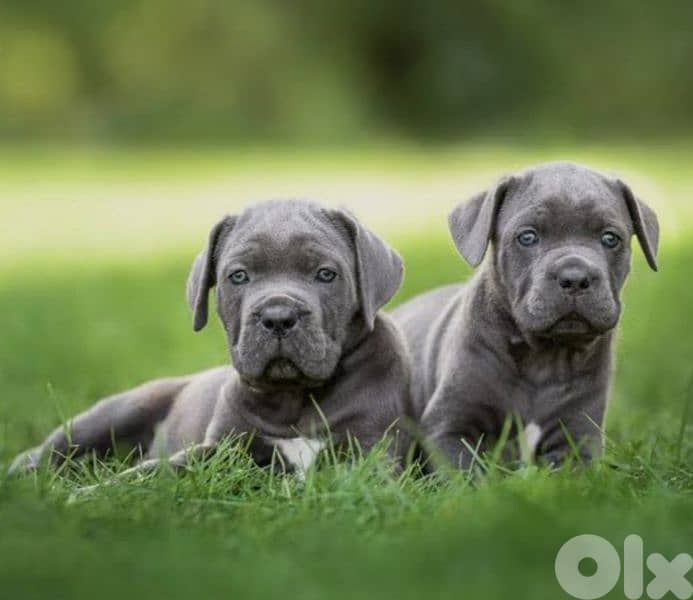 cane corso 0