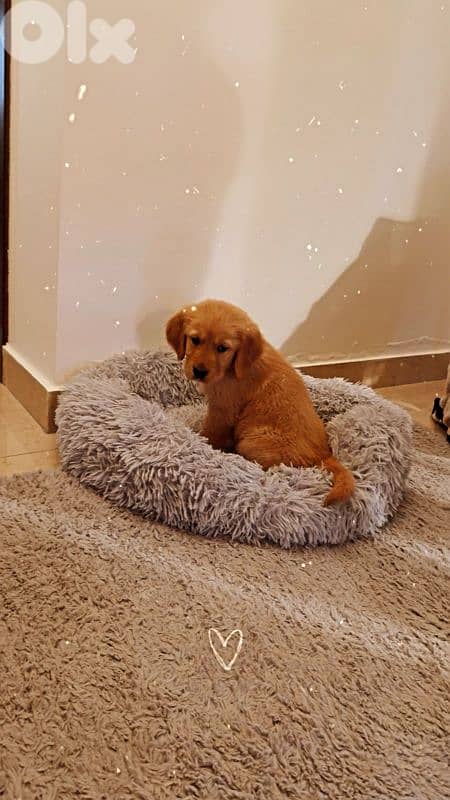 Pure Golden Retriever - Vaccinated + food + bed 1